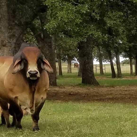 Meet your Posher, S - Picture 1 of 8